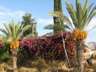 Цветущие кустарники и пальмы
