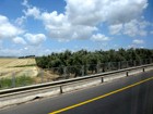 Плантация оливковых деревьев вблизи Галилейского моря