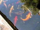 Рыбы в бассейне