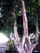 Старинное дерево в Бахайском саду